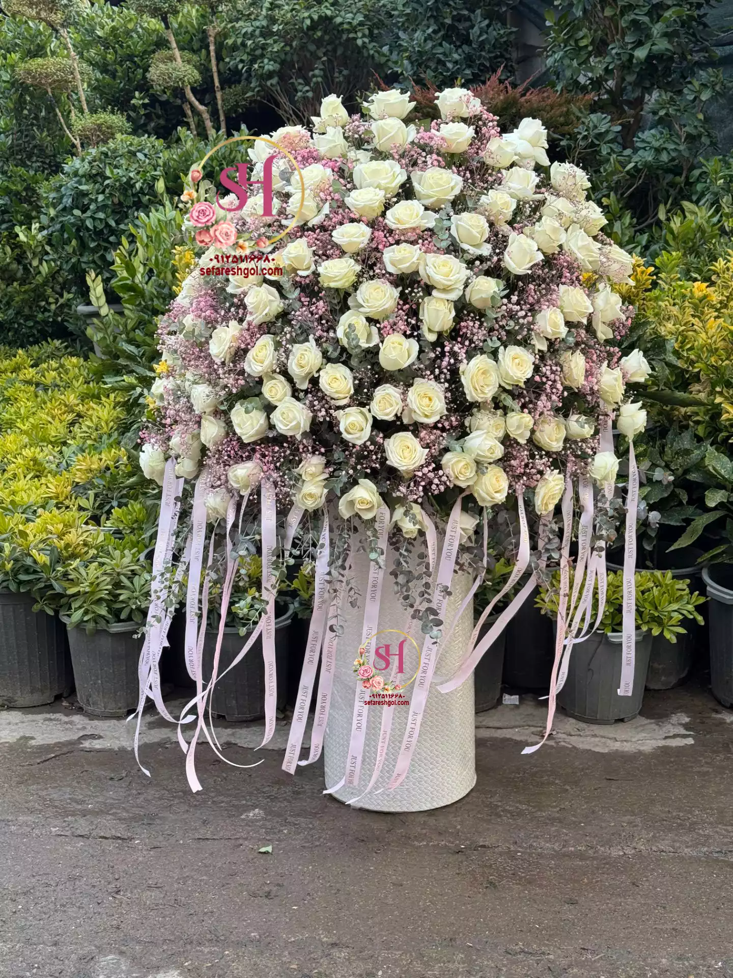 باکس گل رز هلندی