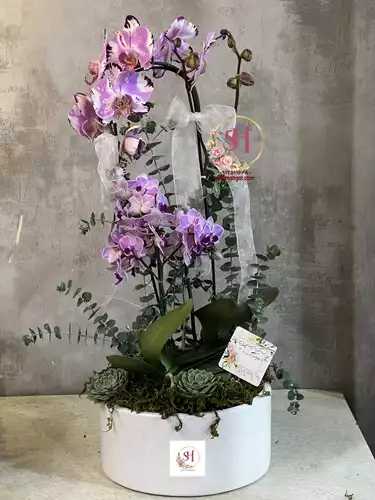 گلدان-ارکیده-3-494