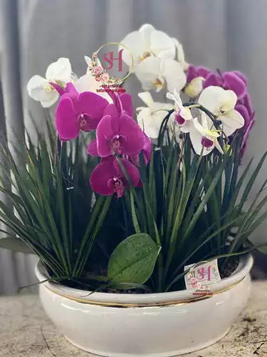 گلدان-ارکیده-4-شاخه-500