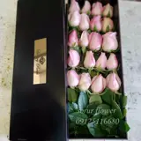 باکس گل رز هلندی (رسمی)