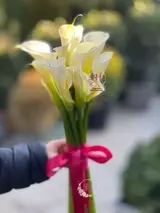 دسته گل عروس شیپوری