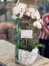 گلدان ارکیده 1 شاخه