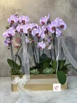 گلدان ارکیده 2