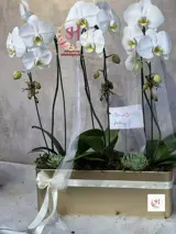 گلدان ارکیده 2