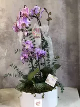 گلدان ارکیده 3