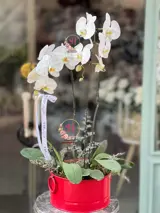 گلدان ارکیده 3 شاخه