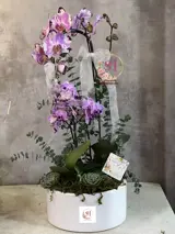 گلدان ارکیده 3