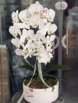 گلدان ارکیده 5