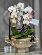 گلدان ارکیده 6